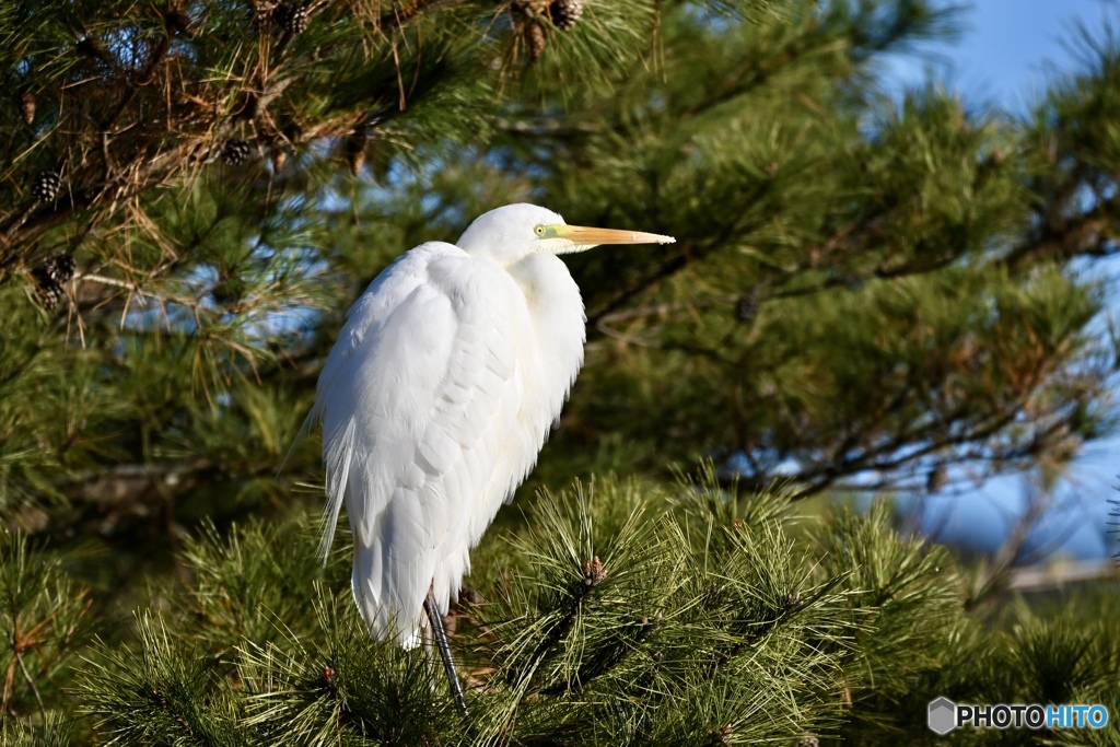 神宿る松に 吉兆の使者