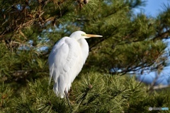 神宿る松に 吉兆の使者