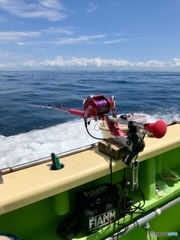 相模湾、カツオの群れを求めて走る！