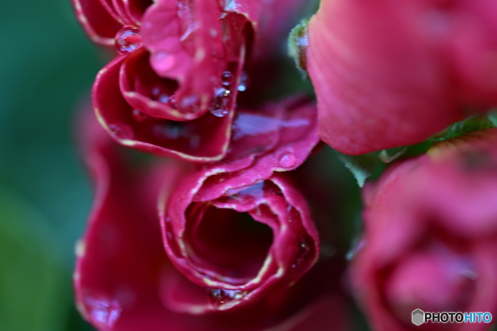 ジュリアン(バラ咲き)