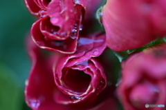 ジュリアン(バラ咲き)