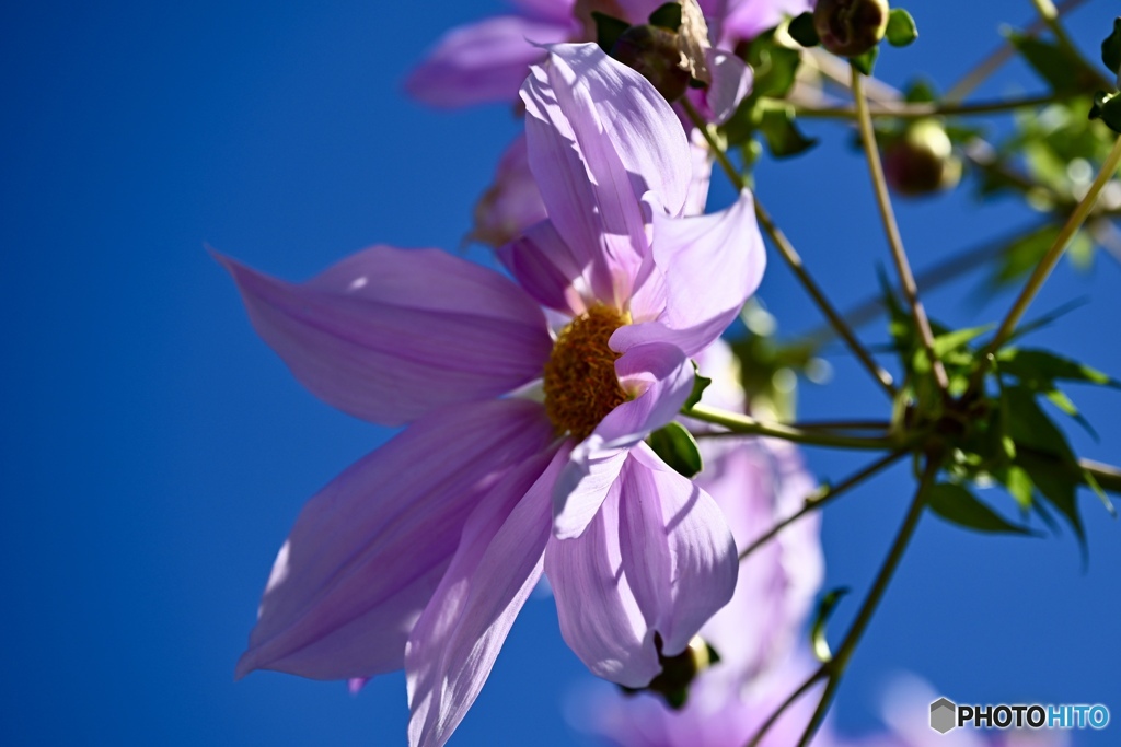 秋晴れの空に、皇帝ダリア