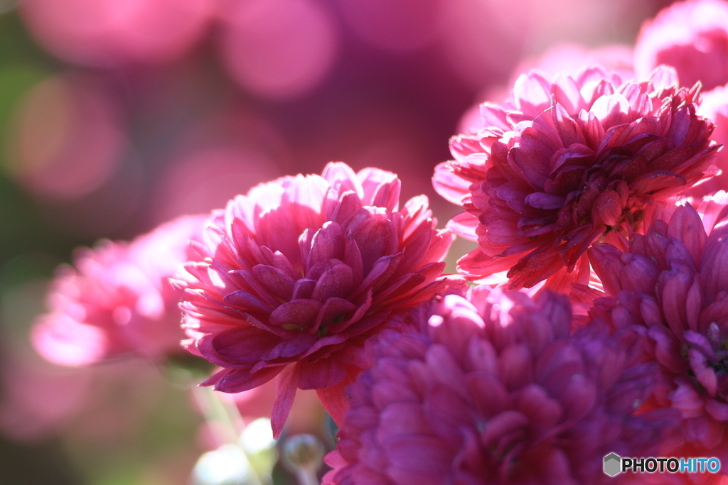 濃いピンク色の菊