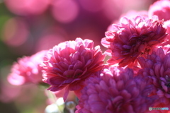 濃いピンク色の菊