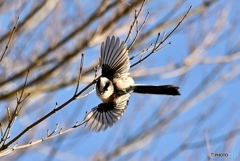 かわいいターン