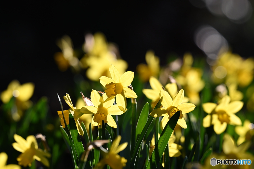 ラッパスイセン