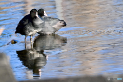 オオバンと波紋