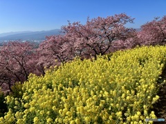 河津桜 満開でした！
