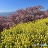 河津桜 満開でした！