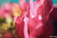 ブーゲンビリア