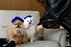 我が家の幸せな、わんシーン