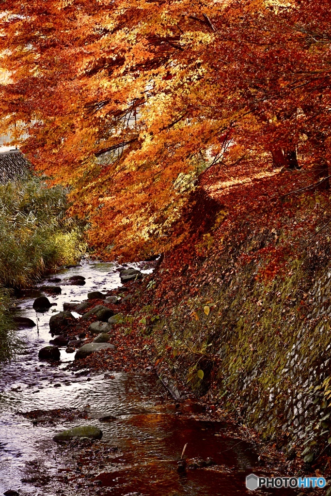 晩秋の小川