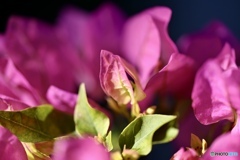 ブーゲンビリア②