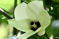 夏野菜の花