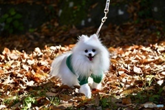 白い、いぬに光さす