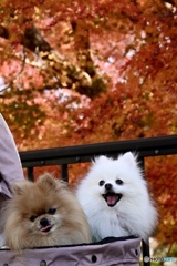 紅葉とポメ