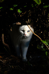 猛虎到来？