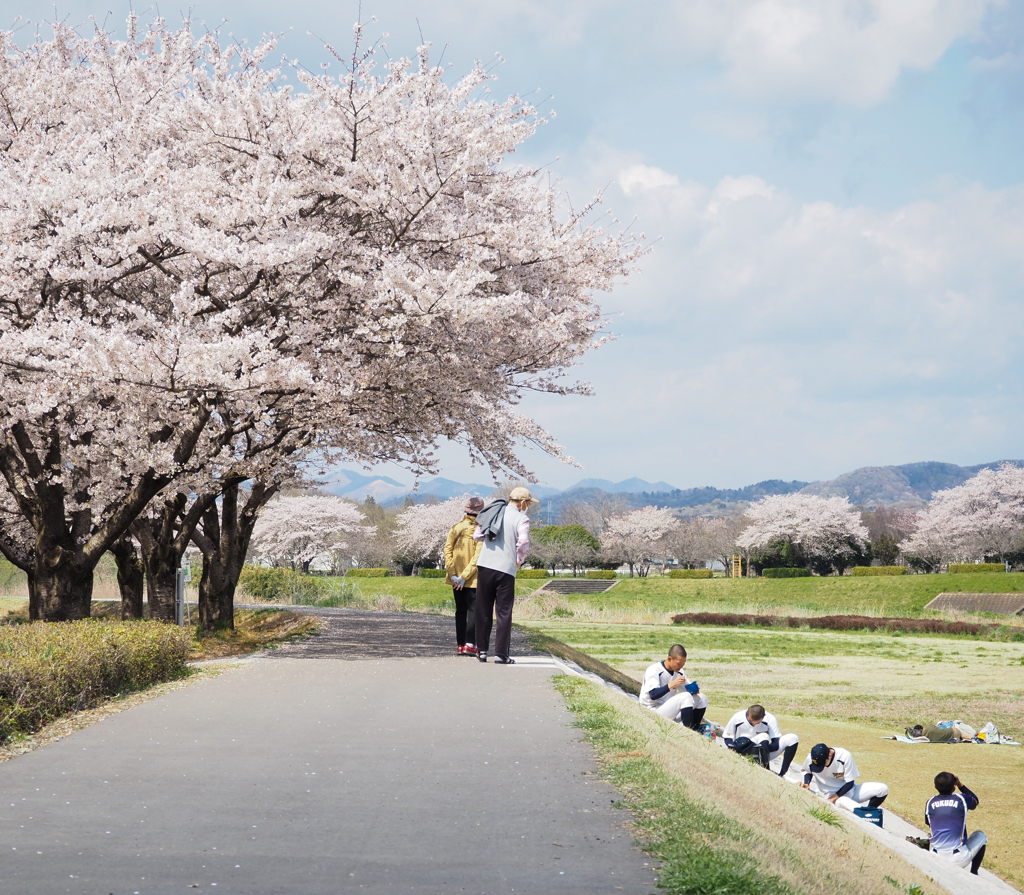 桜道を歩く