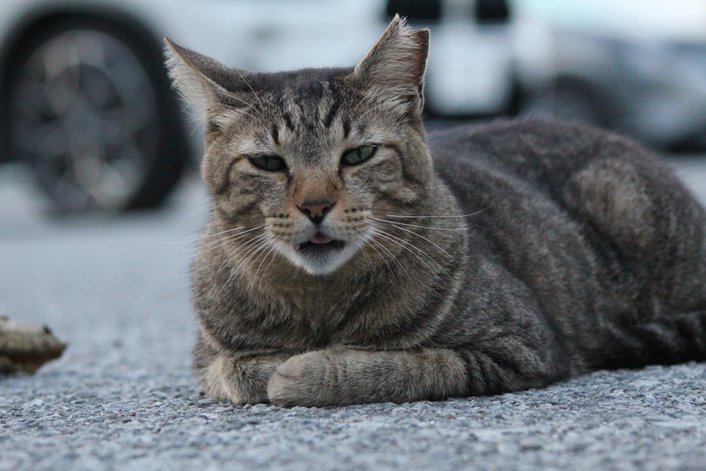 ねこ