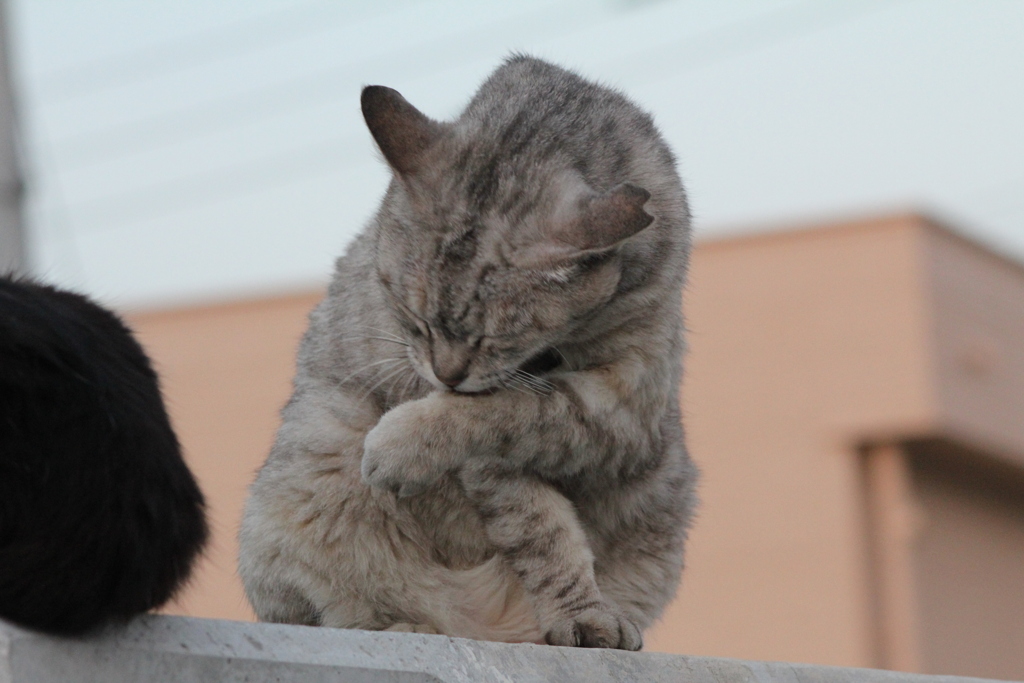 ねこ