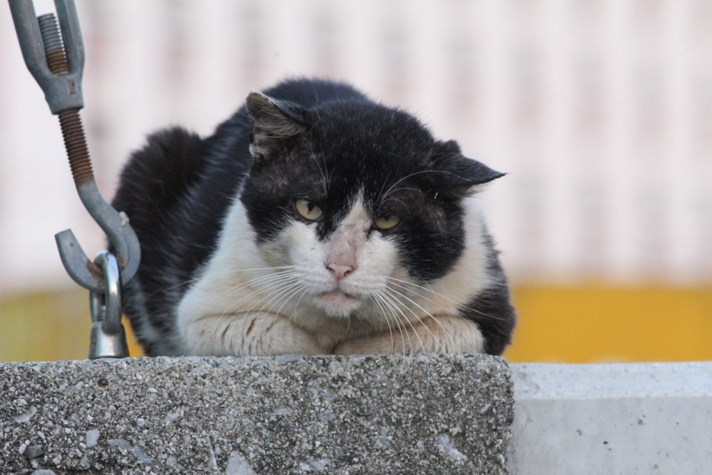 ねこ