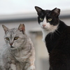 ねこ