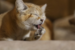 ねこ