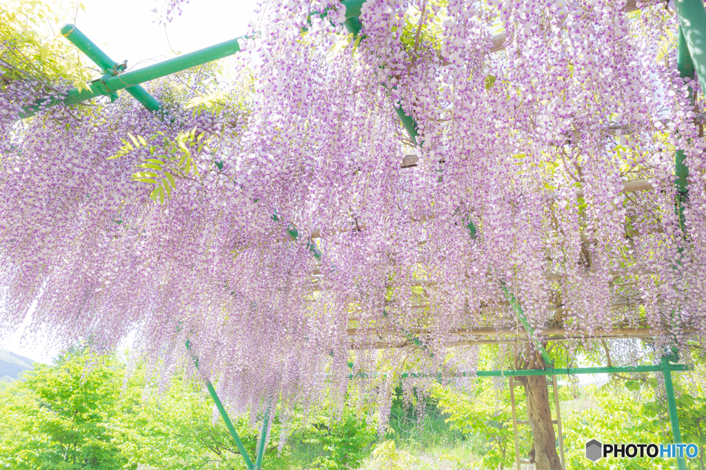 藤の花