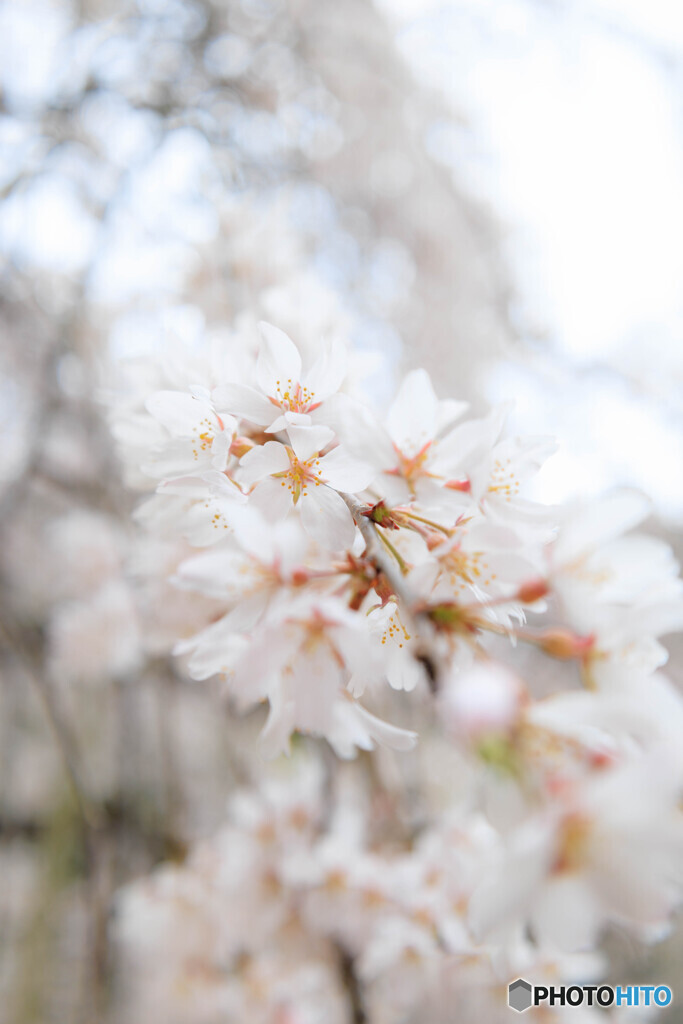 しだれ桜