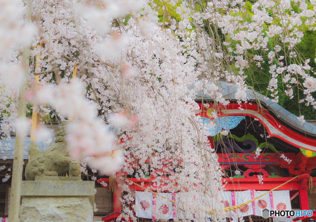 満開のしだれ桜越しに