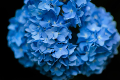 鮮やかな青い紫陽花