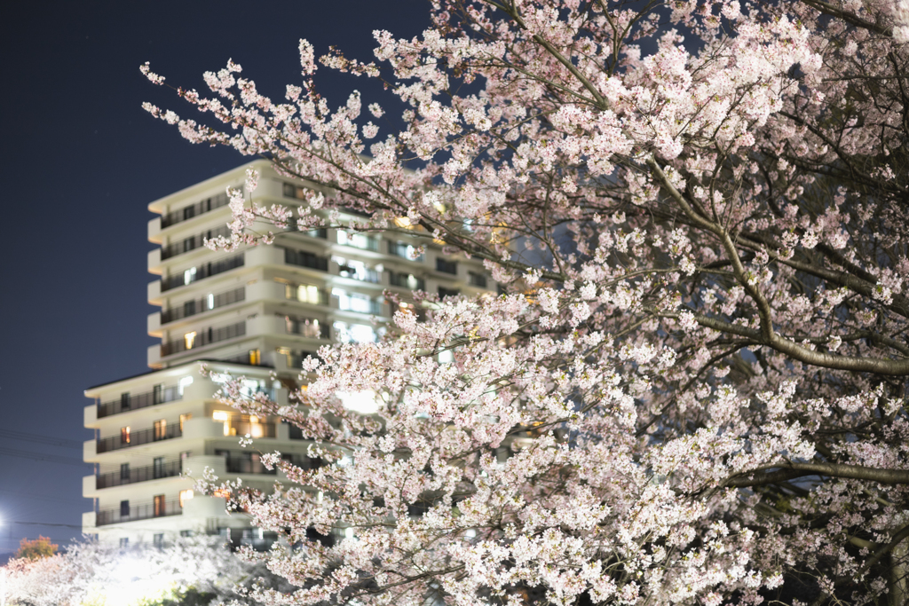 マンションを飲み込む桜