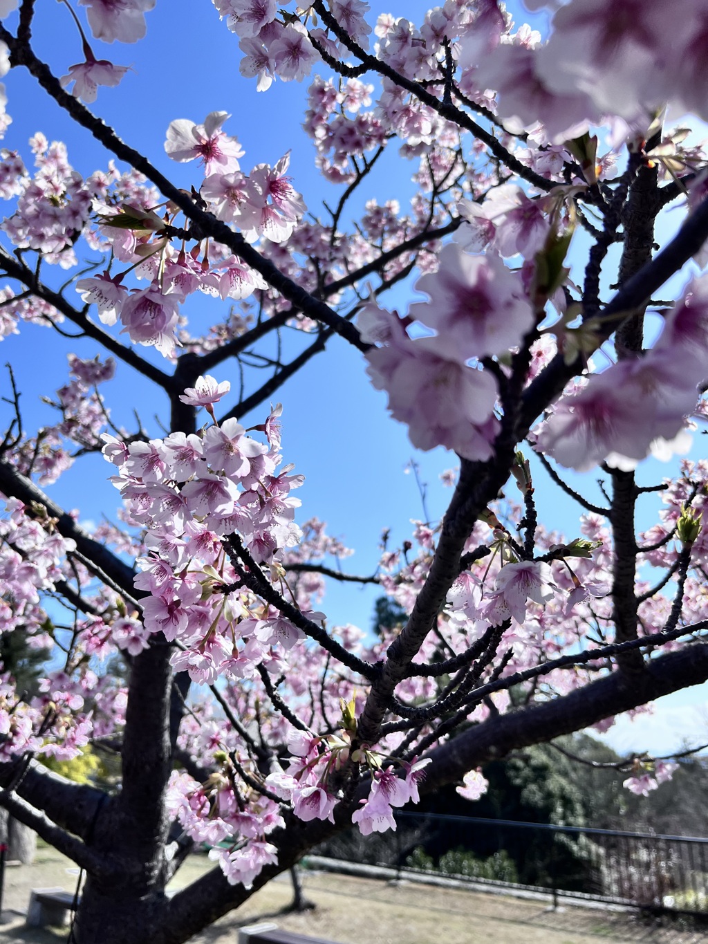 桜