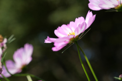 秋桜