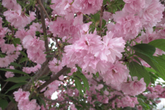 10年前のコンデジで