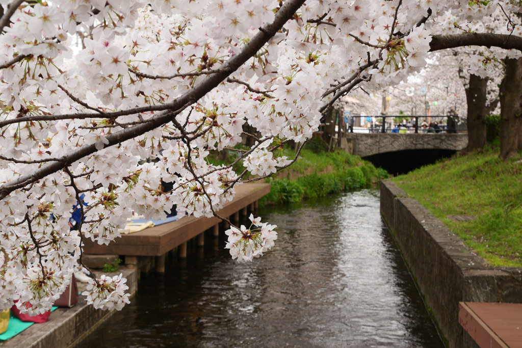 用水路の桜