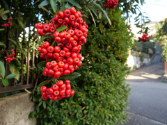 冬の草木#3