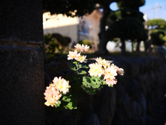 冬の花#1
