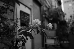 新宿ゴールデン街 #7