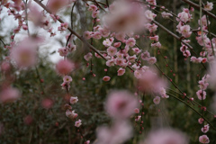 梅 #3