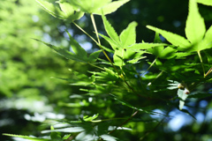 新緑