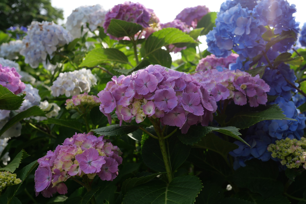 紫陽花の季節