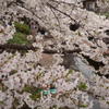 今年の桜