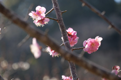 春ですね #6