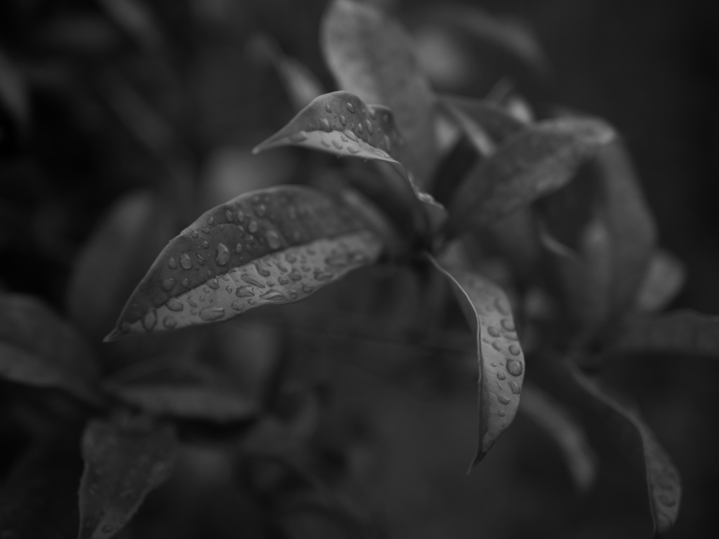 雨上がり #4