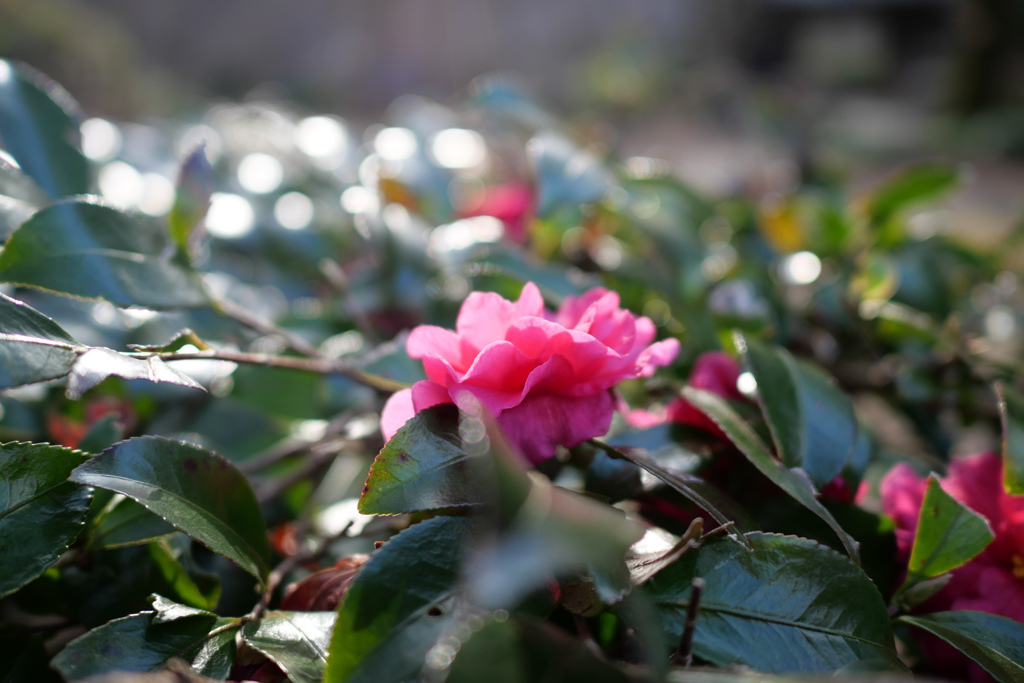 町田薬師池公園 #7