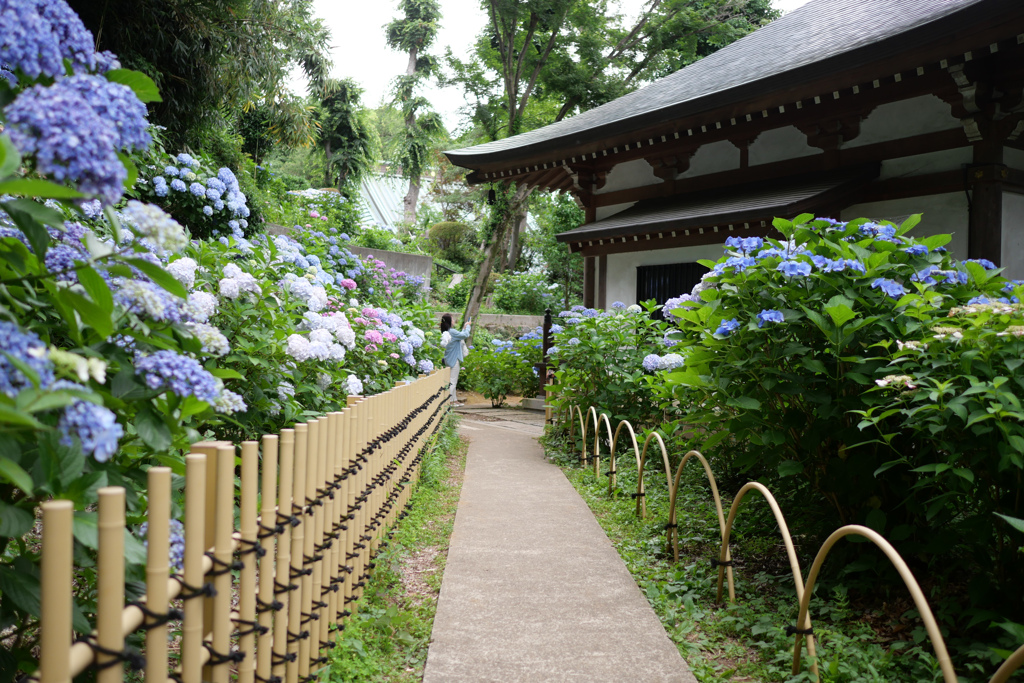 あじさい寺（川崎の方の）その6