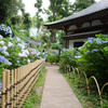 あじさい寺（川崎の方の）その6