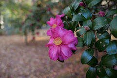 冬の花#2