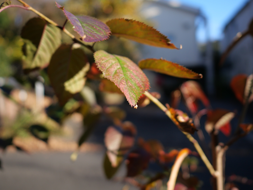 冬の草木#5